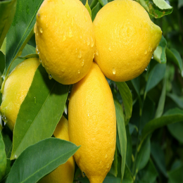 FRESH LEMON OR CITRUS LEMON